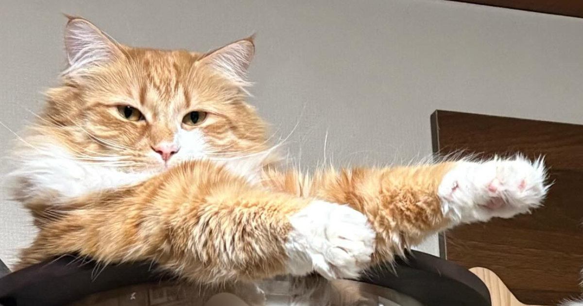 キャットタワーにいた2匹の猫、『おてて』をよく見ると…変身ポーズのような光景に「スーパーヒーローｗ」「にゃ面ライダー爆誕」と1万いいね
