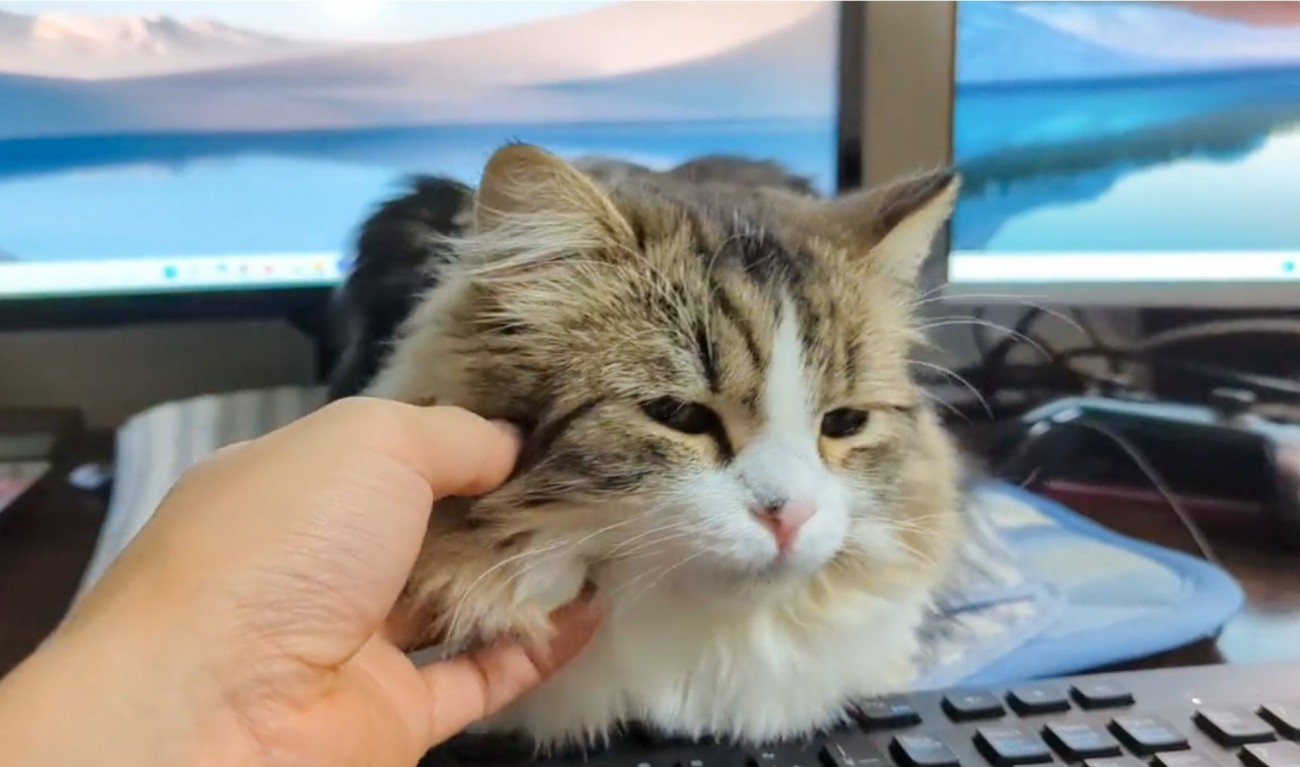 キーボードの上を占領してきた猫→首をコショコショしたら…飼い主さんに見せた『まさかの行動』に18万いいね「ズルいくらい可愛い」「尊い」