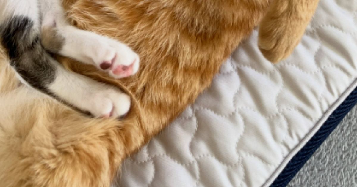 遊び疲れた2匹の猫→いっしょに昼寝を始めて…あまりにも尊い光景に「なんて素敵なの」「幸せな気持ちになった」と癒される人が続出