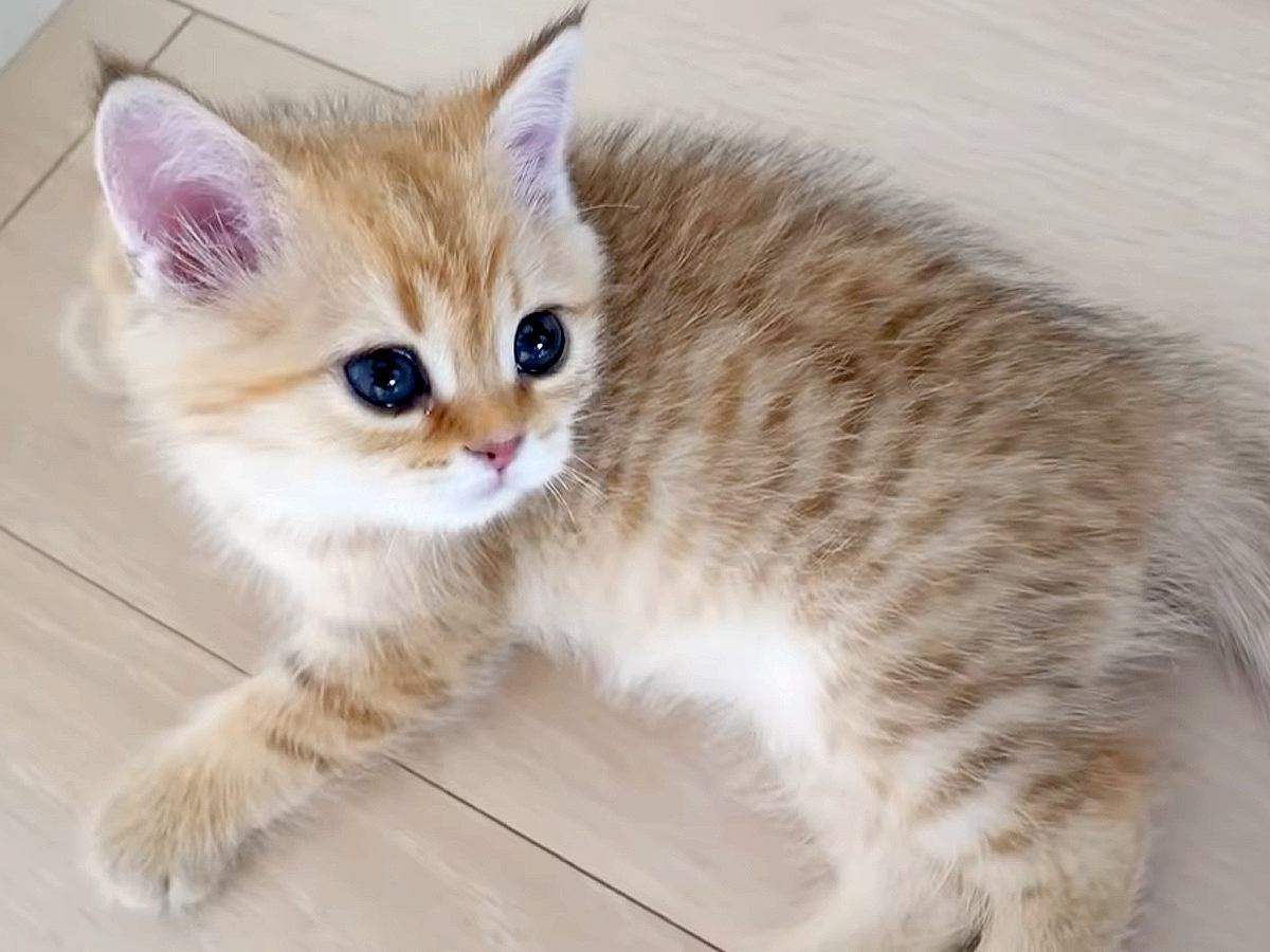 元気よく遊んでいる赤ちゃん猫たち→飼い主が優しく撫でると、"次の瞬間"…まさかの光景が尊すぎると9万再生「天使」「本当にかわいい」