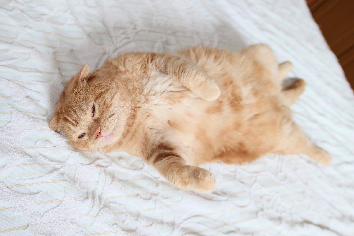 猫はなぜ『かわいい』の？猫が人々をこんなにもメロメロにする4つの理由