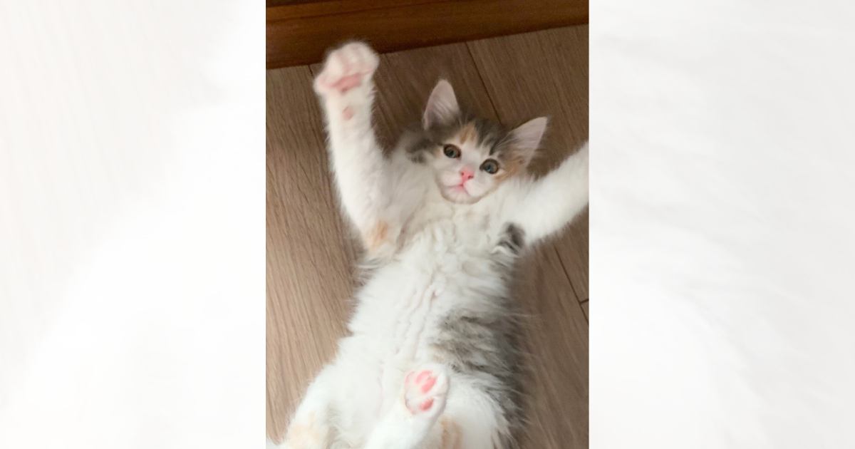 『巨大化詐欺…?』小柄で可愛らしい子猫→愛情いっぱいに育てられた結果…想定外の激変ビフォーアフターに「思わず吹いたw」「けしからんw」