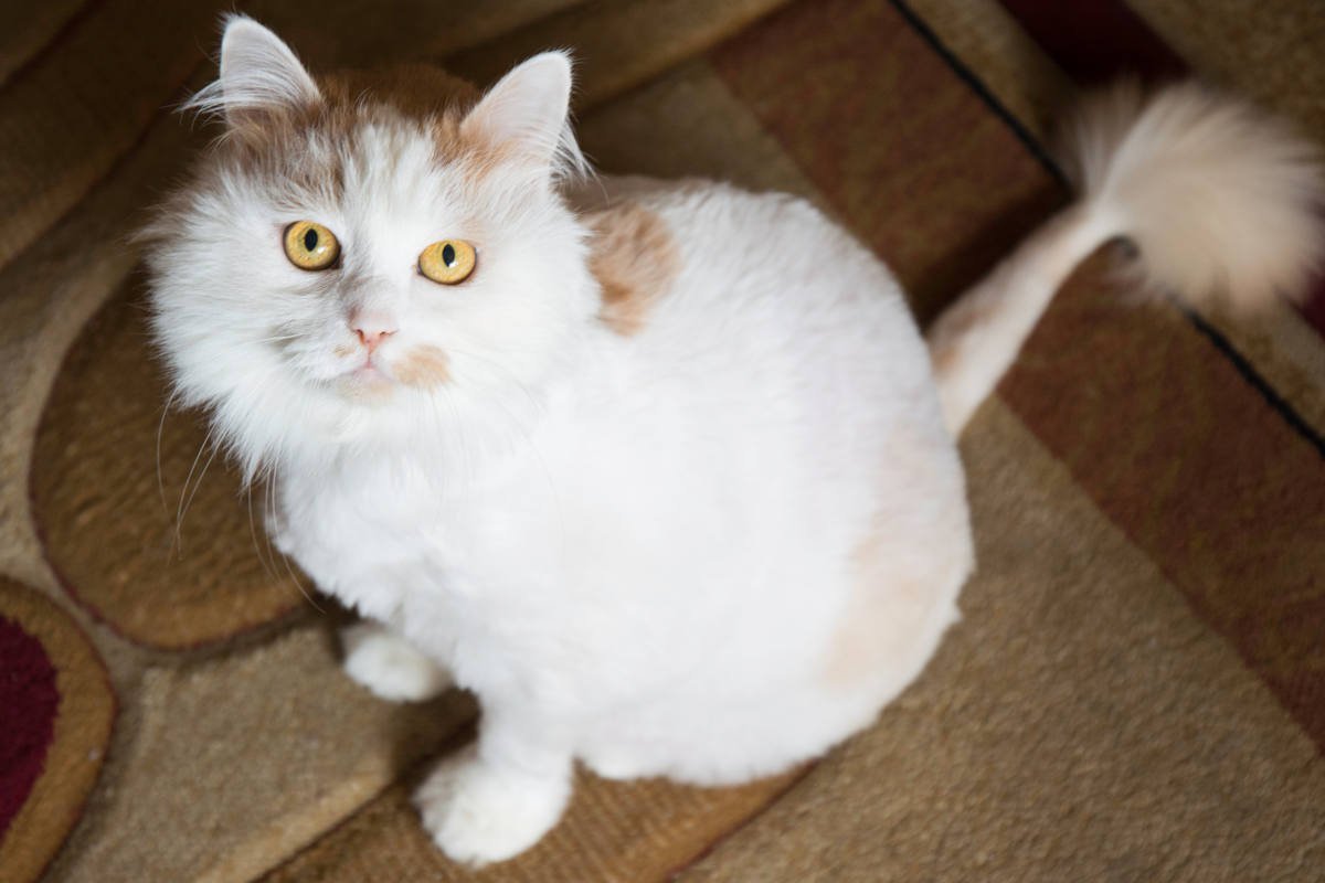 猫の暑さ対策に『サマーカット』をするメリット・デメリット　かえって体調を崩すことも？