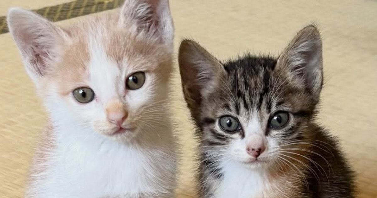 保護したときは『とっても小さかった2匹の子猫』→4か月後…驚きの『成長ビフォーアフター』が話題「変わりすぎ」「成長って早いよね」