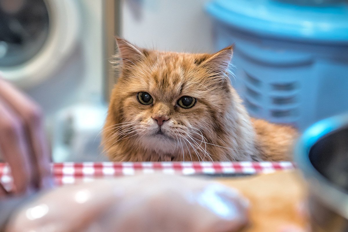 猫の飼い主あるある『お悩み』TOP4！それぞれの解決方法も合わせてご紹介！