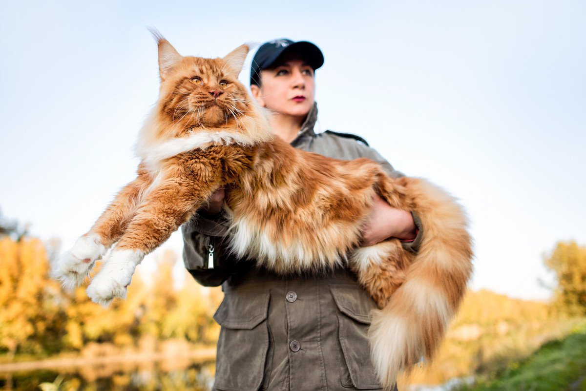 迫力満点な『大型猫種』3選　ギネス記録を連発する品種も…飼育上の注意点も紹介