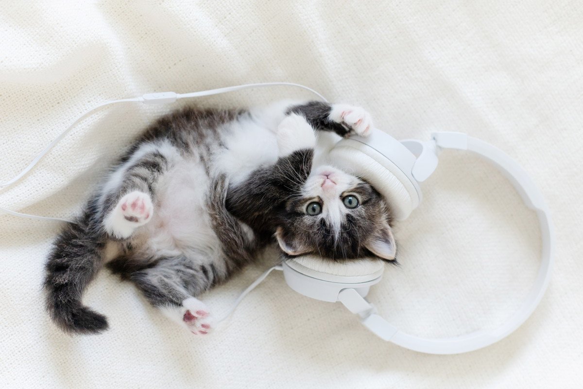 猫はなぜ『男性より女声が好き』と言われるの？よく言われる3つの説　仲良くなるためのコツも