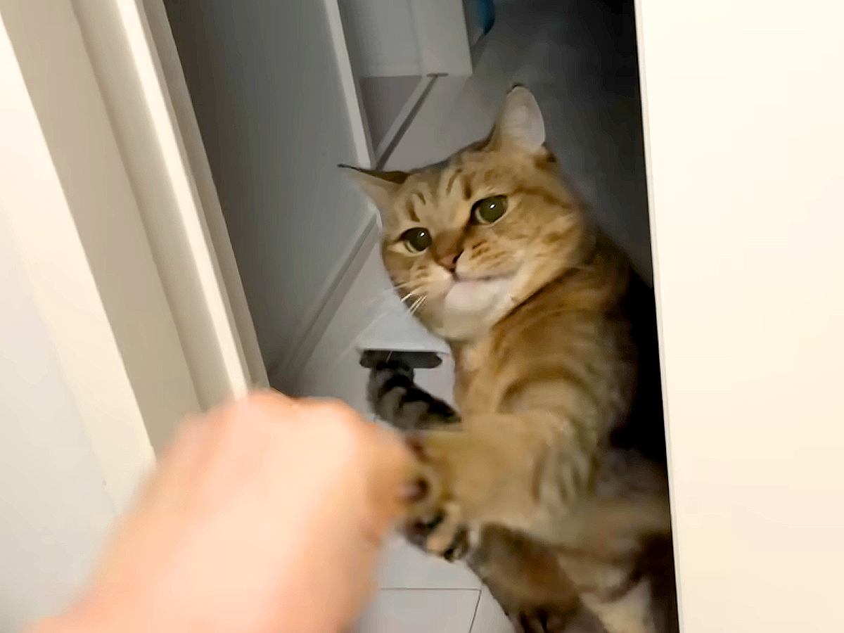 ママに叱られてもイタズラをやめない猫→ケンカが始まるかと思いきや…『まさかの展開』に反響続々「両手出たｗｗ」「とっても平和なケンカ」