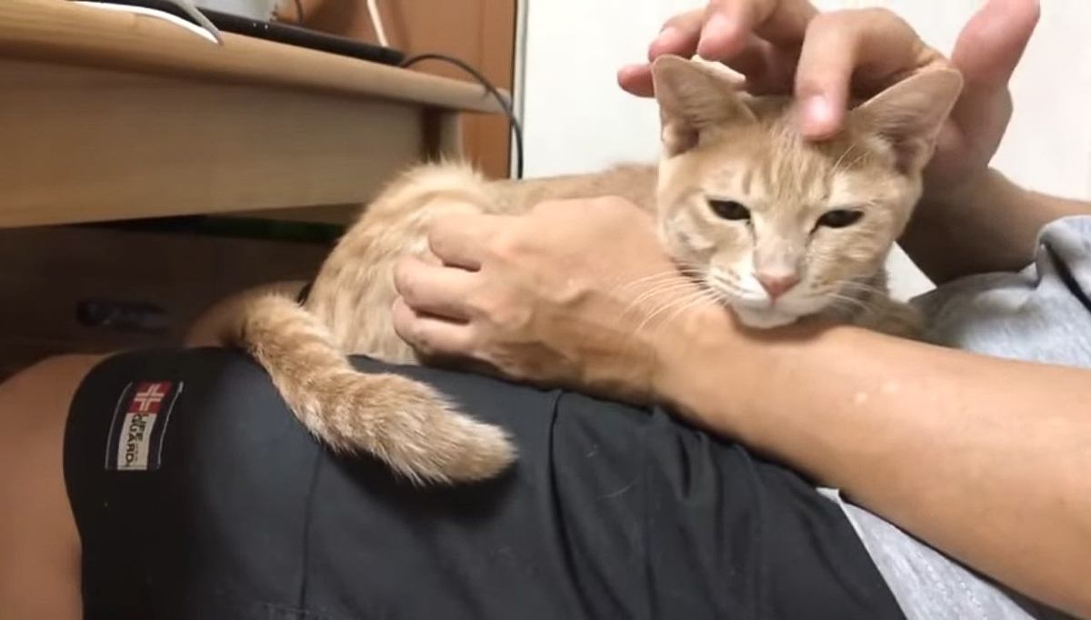 パパの膝の上が大好きで『何度降ろしても戻ってきていた子猫』が、成長した結果…まさかの光景が130万再生「幸せそう」「いい人に出会えたね」