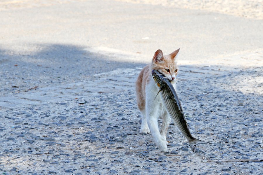 ドラ猫の「ドラ」の語源とは？野良猫との違いまで