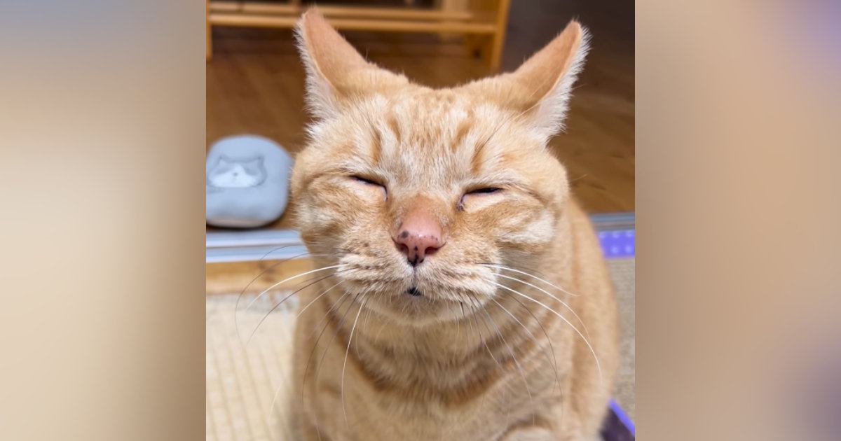 眠気に耐えながら『何かを伝えようとする猫』→口を小さく開けると…『たまらなく可愛い瞬間』が120万再生「眠そうｗ」「抱きしめたい」