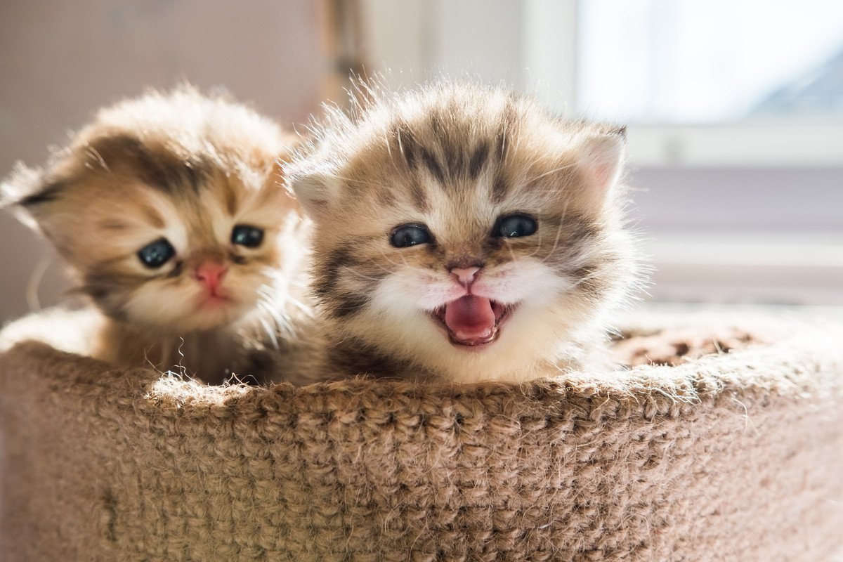 猫は鳴き方を使い分けている！3つのシーンで異なる鳴き声