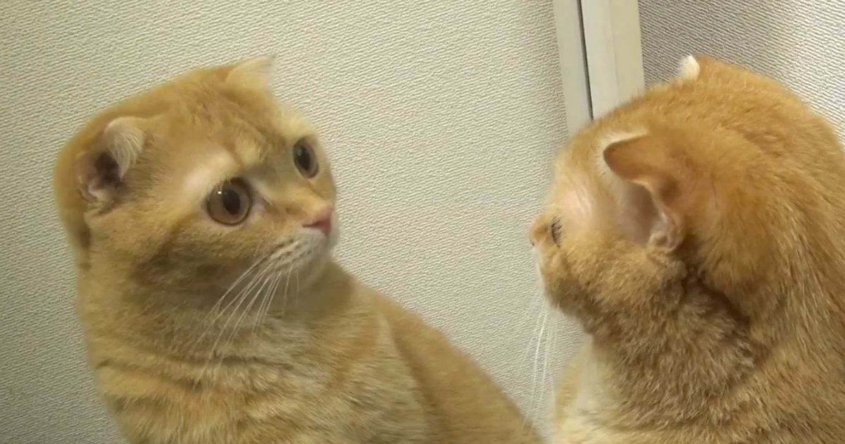 猫たちが『鏡』で自分の姿を見たら…個性豊かな『リアクション』が面白いと53万再生の反響「表情がたまらんｗ」「とっても可愛いｗ」