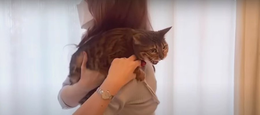 飼い主さんに猫パンチ！動物病院に行きたくない猫ちゃん