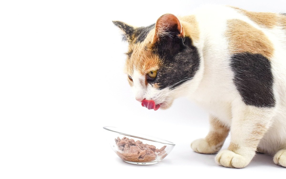 猫の健康を損ねてしまう『食器にまつわる4つのタブー』最悪食べなくなってしまうことも？