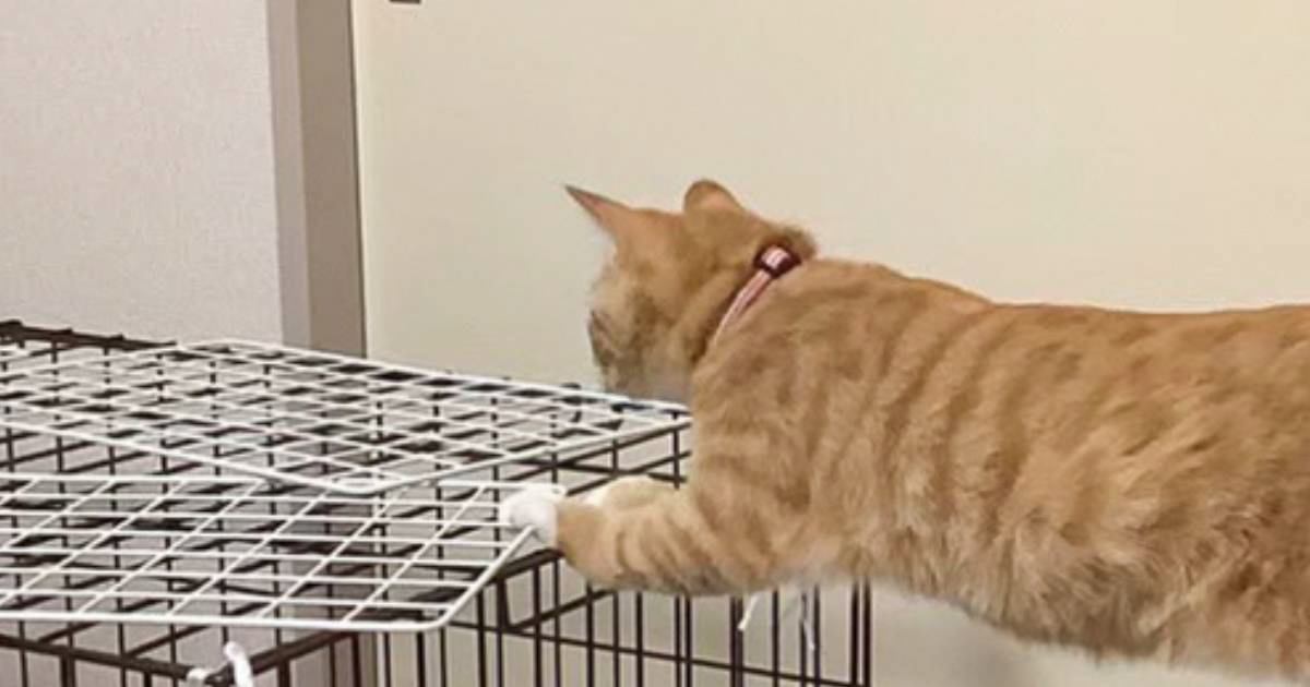 『ジャンプに失敗？』ケージの上に行こうとした途中で猫が…まさかの体勢が面白すぎると85万表示「絶妙なバランスに笑った」「タスケテ…」