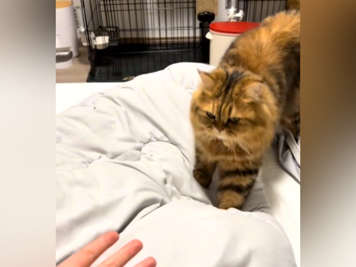 手を差し出すと、猫がゆっくりと近づいてきて…あまりにも可愛い『甘え方』に反響「好きな子の手をにぎれないやつ」「距離感が好き」