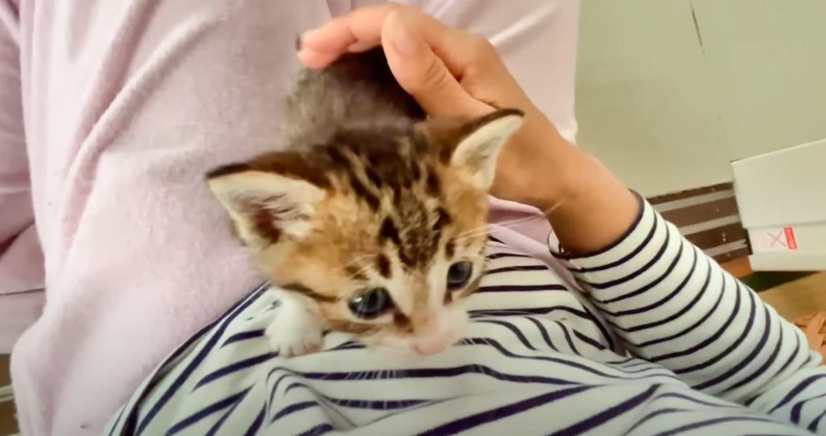 ご飯を食べ終えた赤ちゃん猫→ママのところに走っていくと…まさかの『可愛すぎる報告』が50万再生「ため息出た」「参りました」と悶絶の声