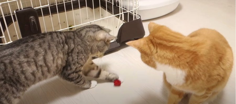 最後は誰の手に？！猫ちゃんズのボール遊び