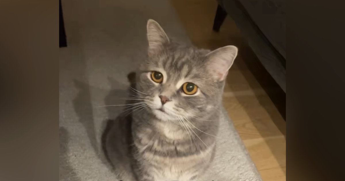 夜遅くまで起きていたら、『様子を見に来た猫』…胸がきゅっとなる『愛おしすぎる表情』が170万再生「心なしか心配してる目つきｗ」「泣いた」