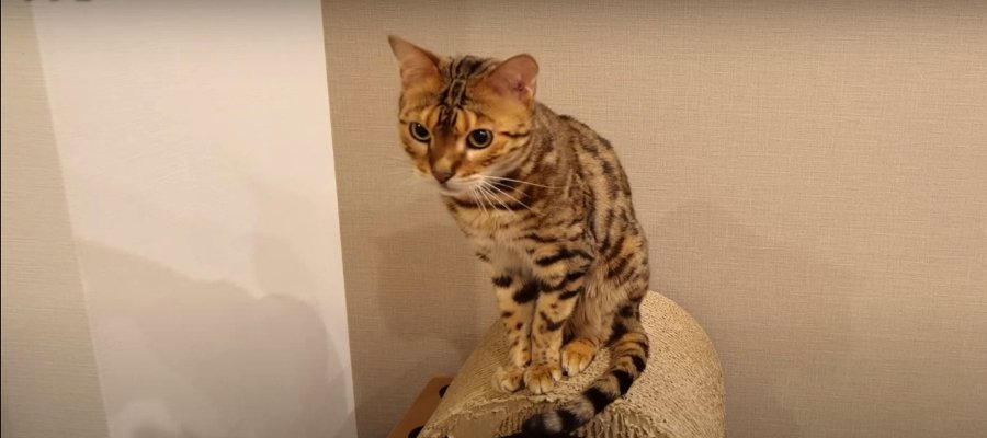 ここにいるよ！仲間外れは嫌な猫ちゃんのアピールが可愛い