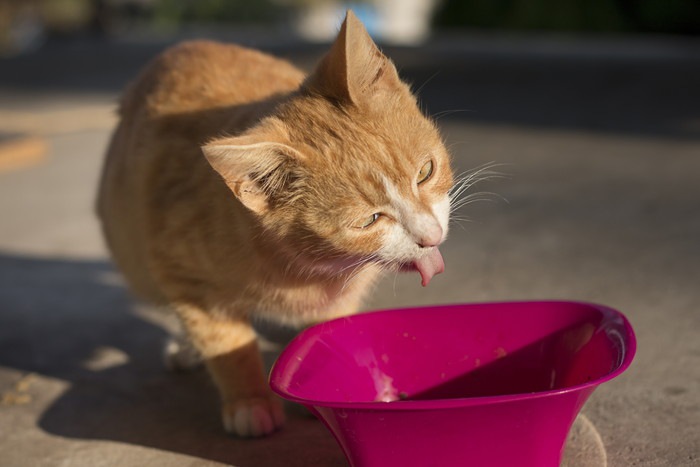 猫がむせる原因とは？対処法と病気の可能性