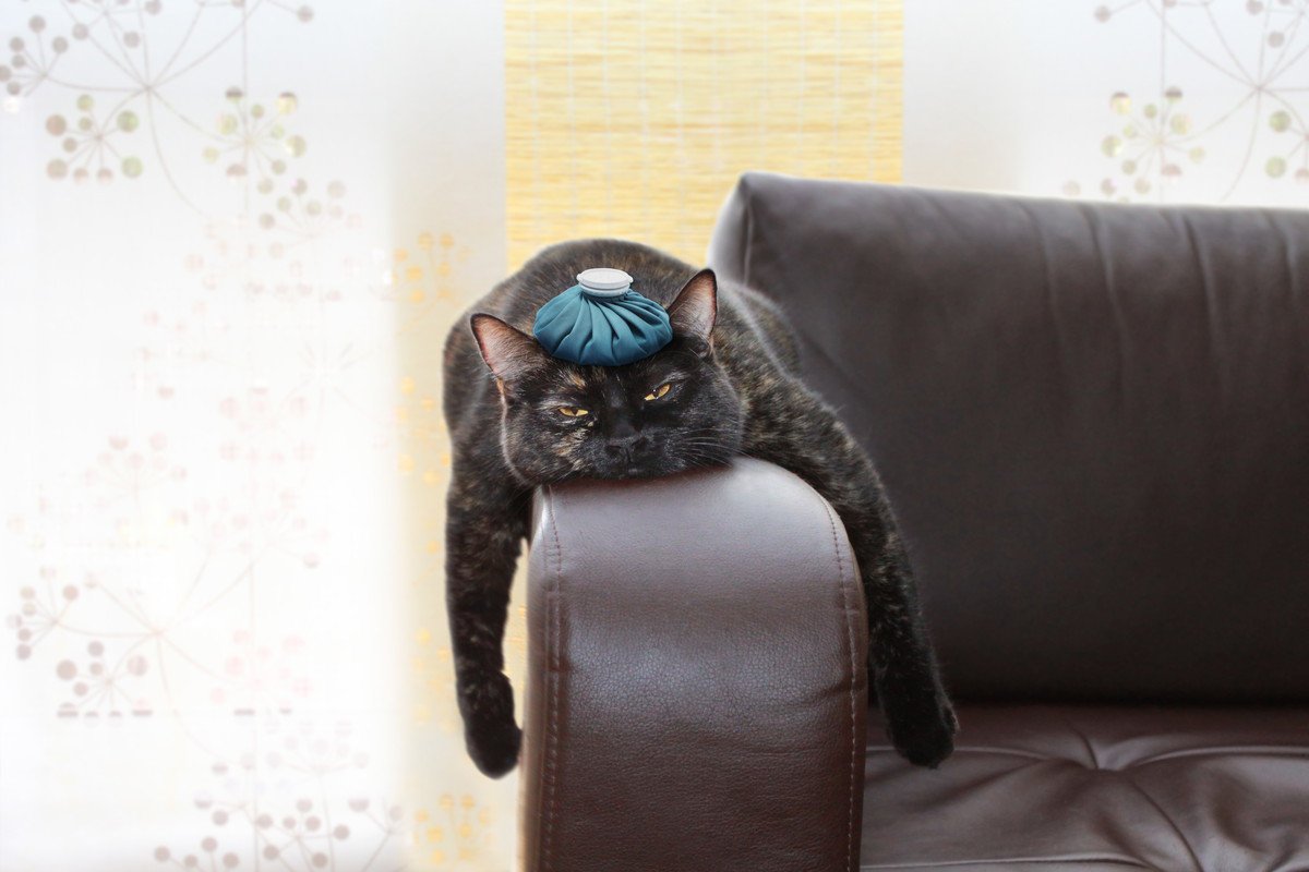 『保冷剤』は猫の暑さ対策に使ってもいいの？4つの注意すべきリスクから安全な使用法まで