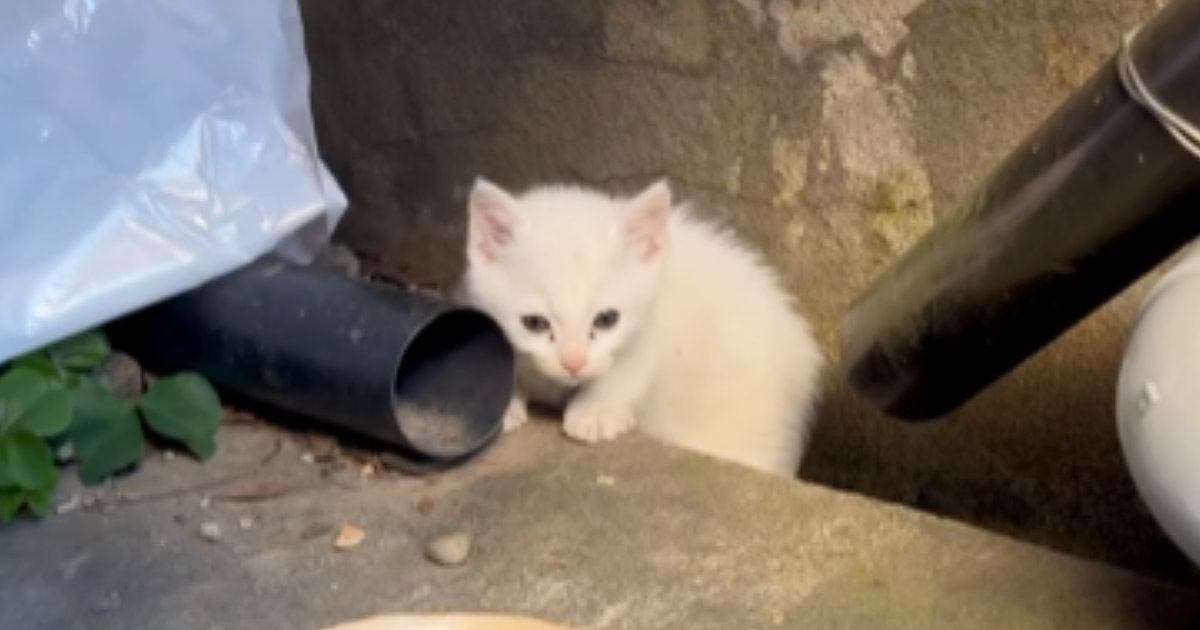『裏庭にやってくる小さな野良猫』を保護して２年…見違えるほどの成長ぶりに感動の声「泣けてきた」「幸せをありがとう」と72万再生