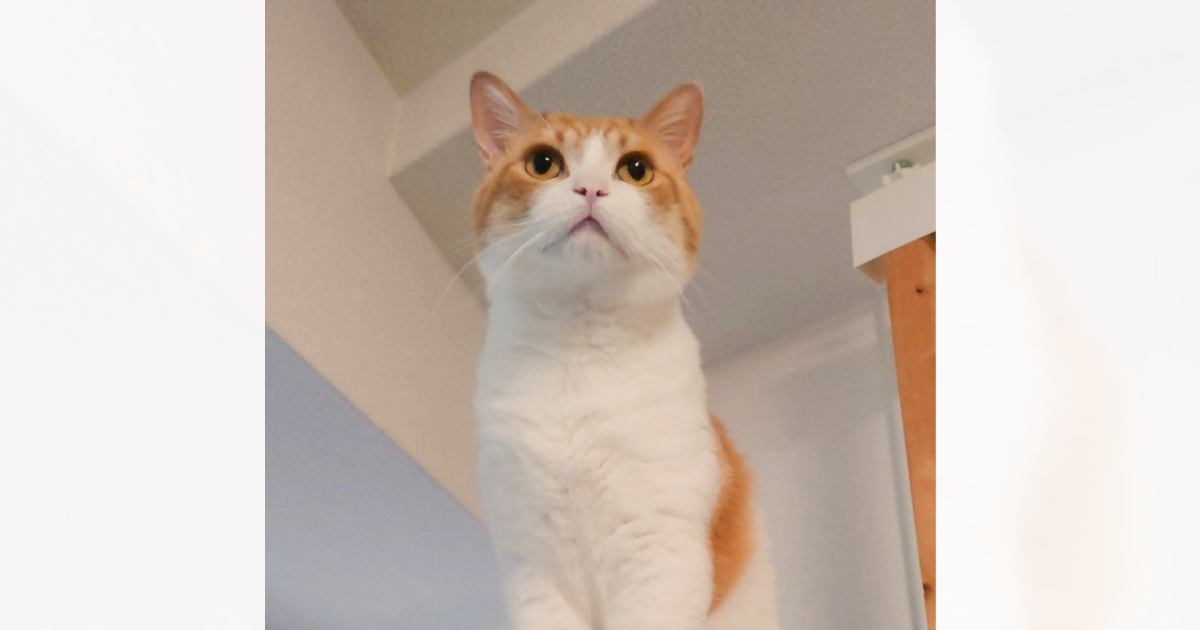 夏はシュッとしている猫→冬のころと比較してみたら…同じ猫とは思えない『衝撃の変化』に8万2000いいね「貫禄がすごいｗ」「違いすぎるｗ」
