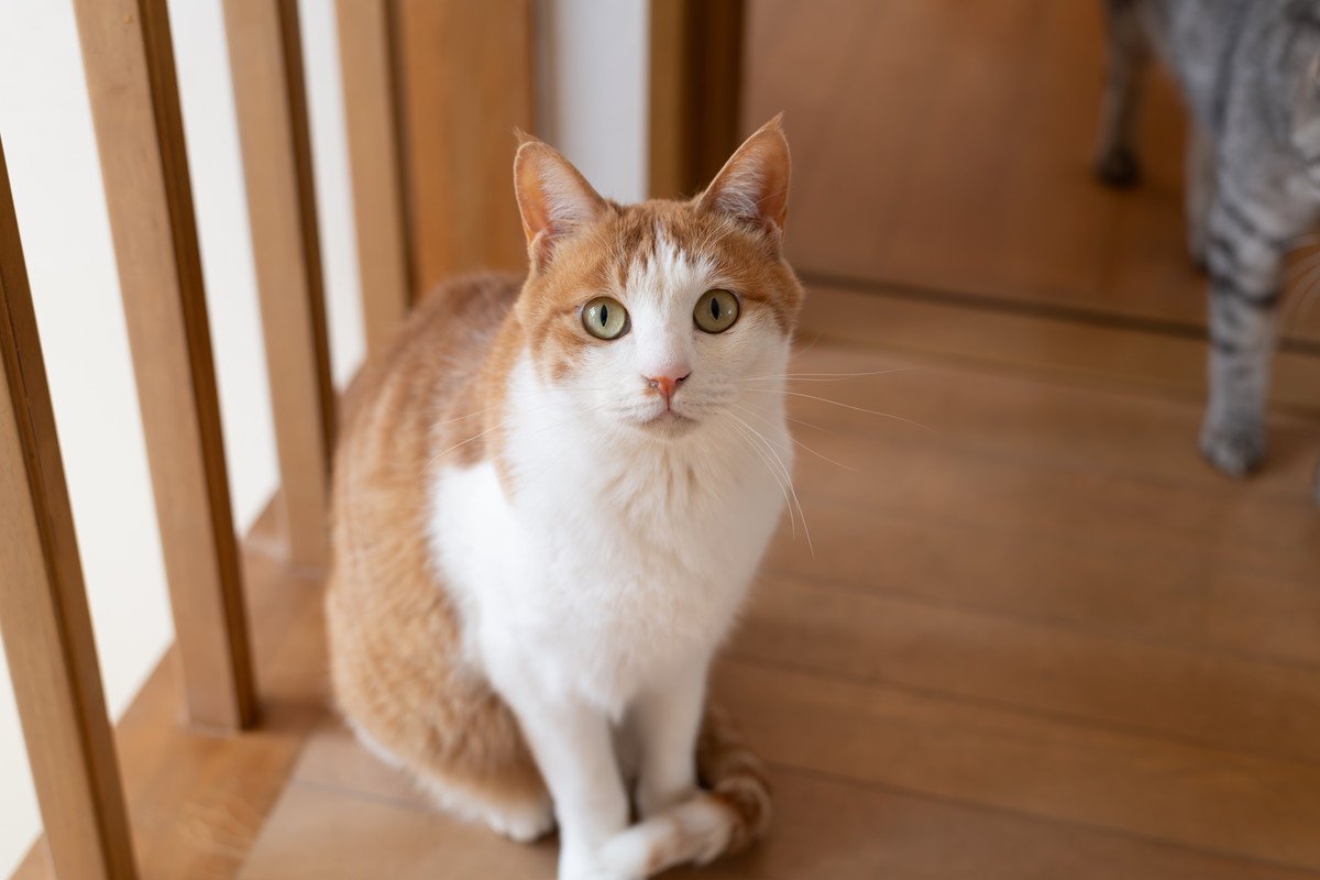 猫が『尻尾で前足を隠している』ときの理由3つ　考えられる心理や配慮すべきポイント