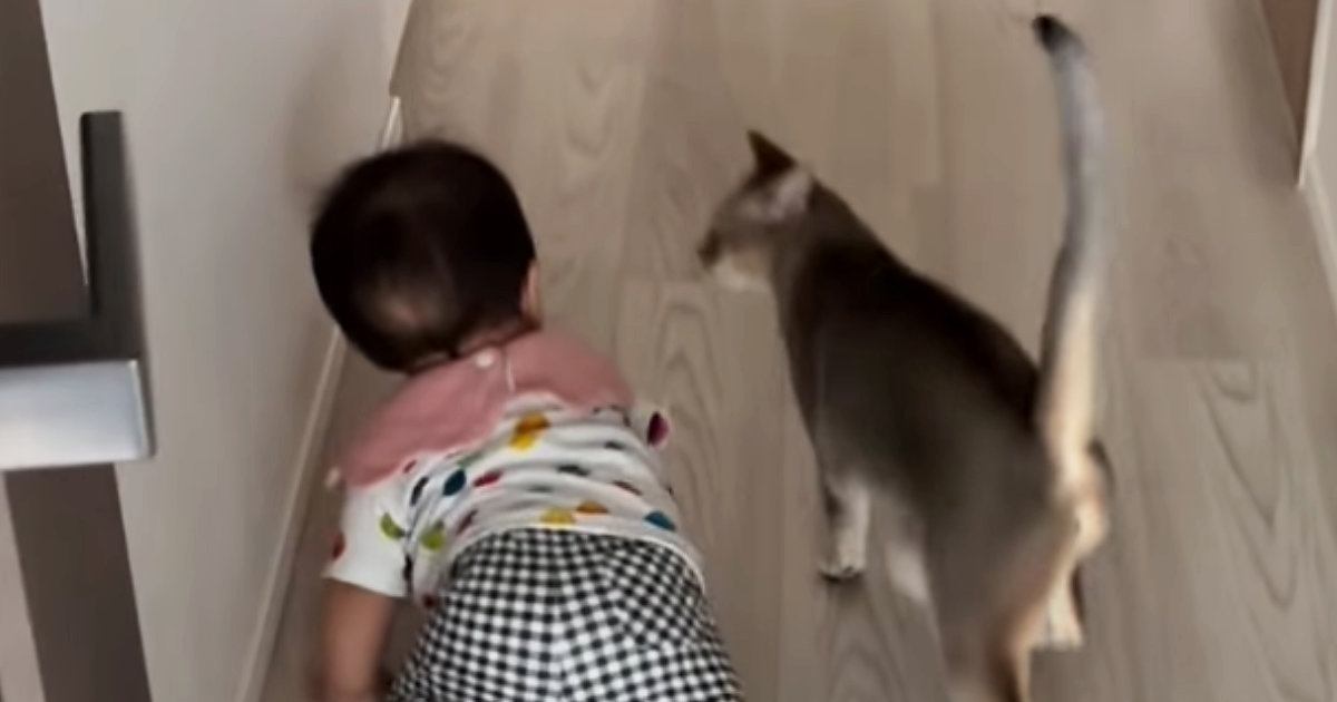 廊下をハイハイで進む赤ちゃん→近くにいた猫がとった『まさかの行動』に「大好きがあふれてるｗ」「守ってるように見える」と48万再生