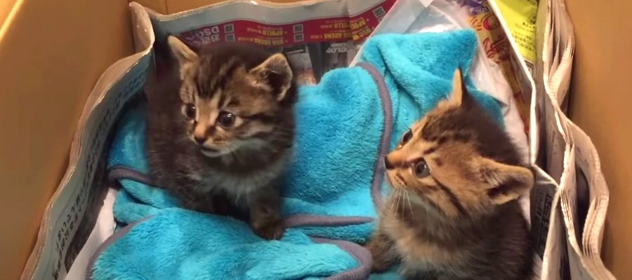 おうちに来てくれたこともまた奇跡！保護猫兄弟の子猫時代にキュン♡