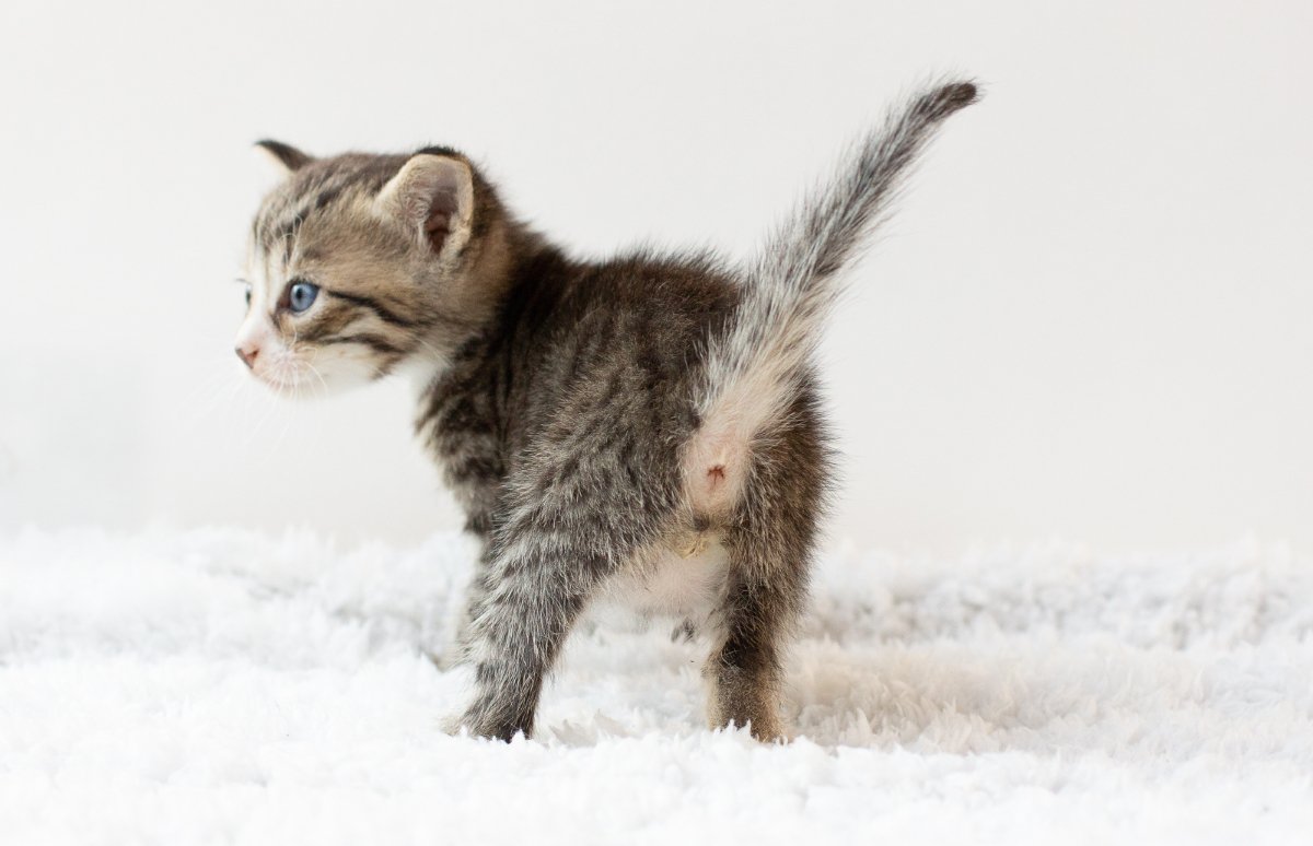 猫があなたの呼びかけに『しっぽで反応』する理由4つ　無視しているわけではない？込められている心理とは