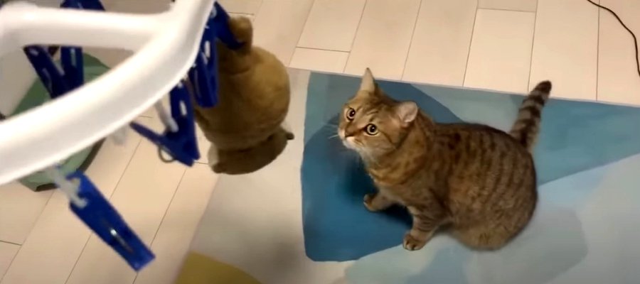 相棒をお洗濯！吊るされた姿が気に入った猫ちゃん