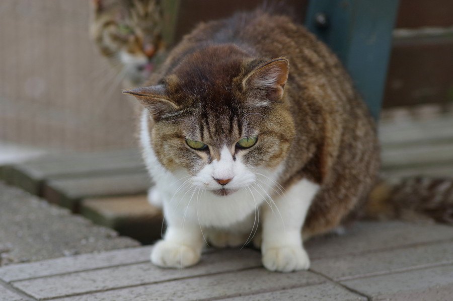 猫に威嚇されやすい人の特徴5つ