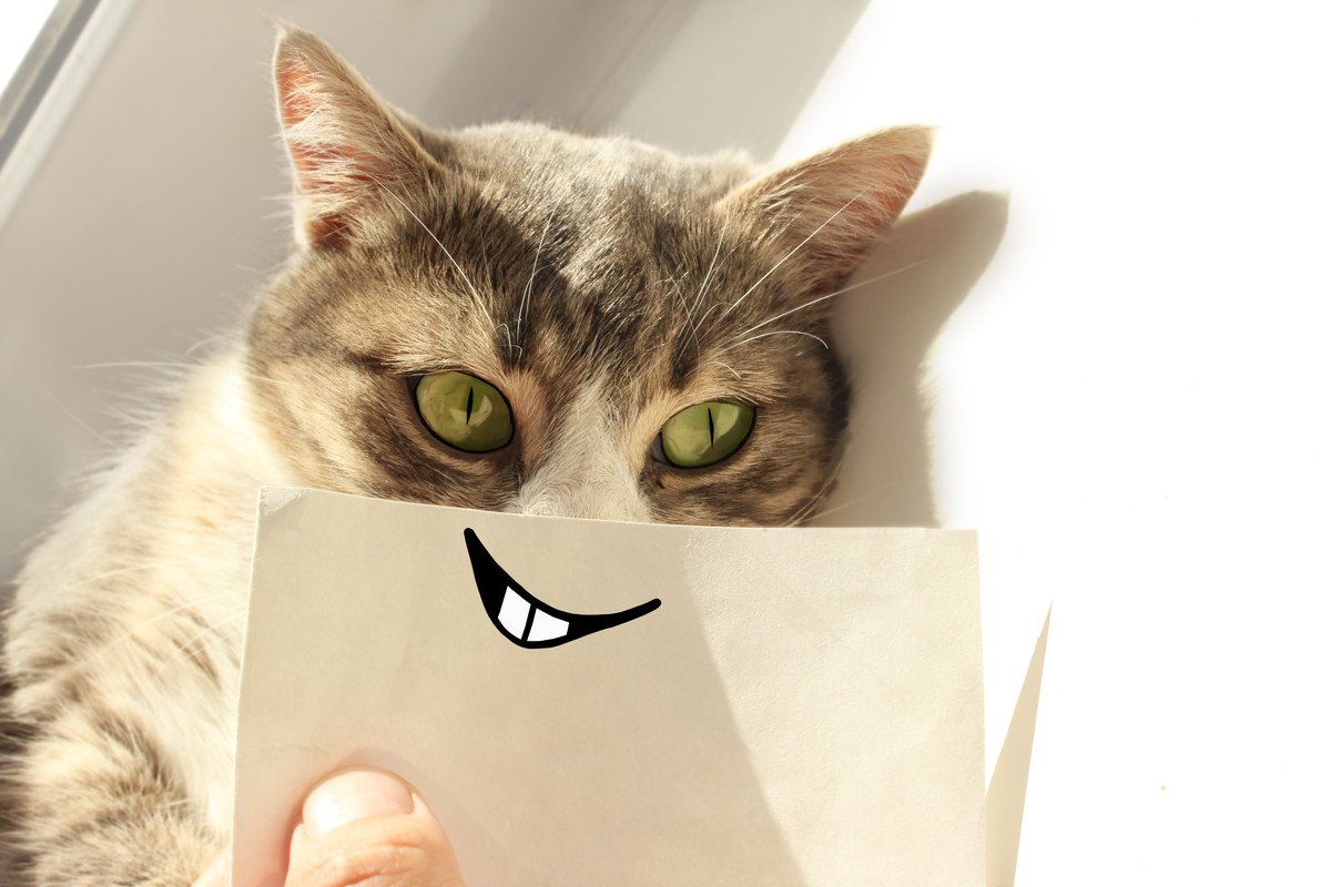 猫から『バカにされている』と感じる瞬間5選　本当に思っているの？考えられる心理も解説