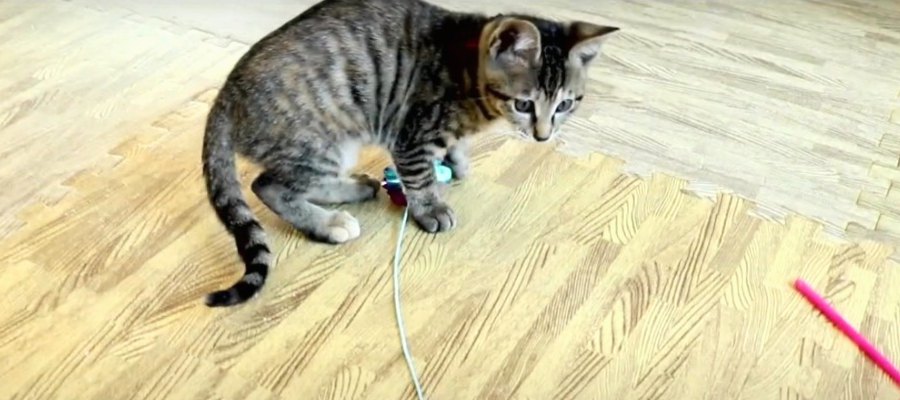 オモチャに目がない可愛い子猫ちゃん達♪