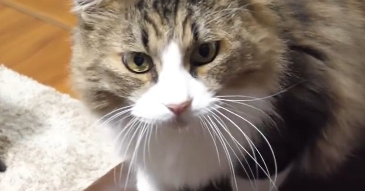 飼い主に甘えたい元ボス猫…あまりにも可愛い『熱烈アピール』が18万再生「撫でてほしくて仕方ないんだｗ」「なんて愛おしい子」
