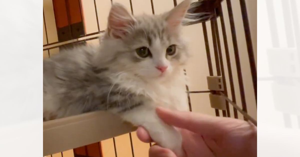 猫の前足をにぎにぎと触っていたら…次の瞬間→とんでもなく『尊い反応』に2万いいね「憎らしいほどの可愛さ」「変な声が出てしまった」