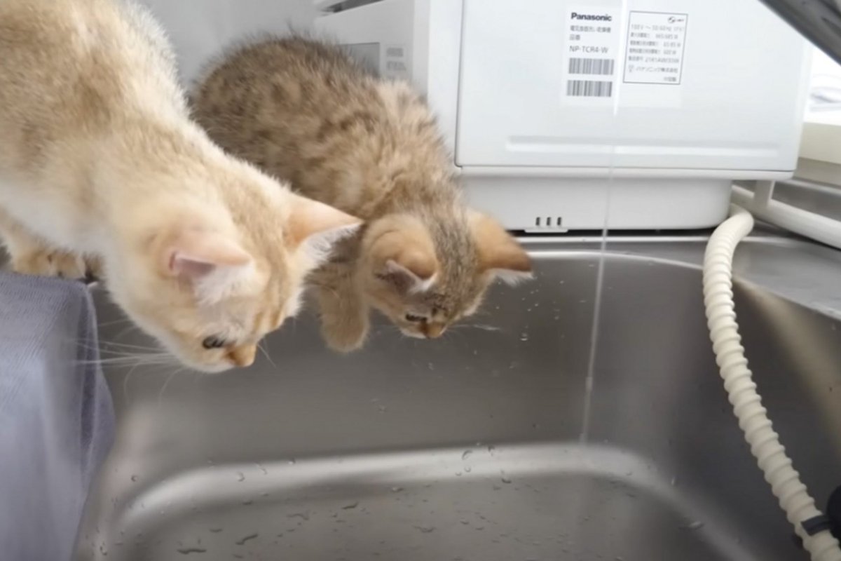 『流れ落ちる水』を見た子猫が…ビビりながらも触ろうとする様子が可愛すぎると６万再生の反響「水と葛藤する姿が面白いｗ」「本当に愛らしい」