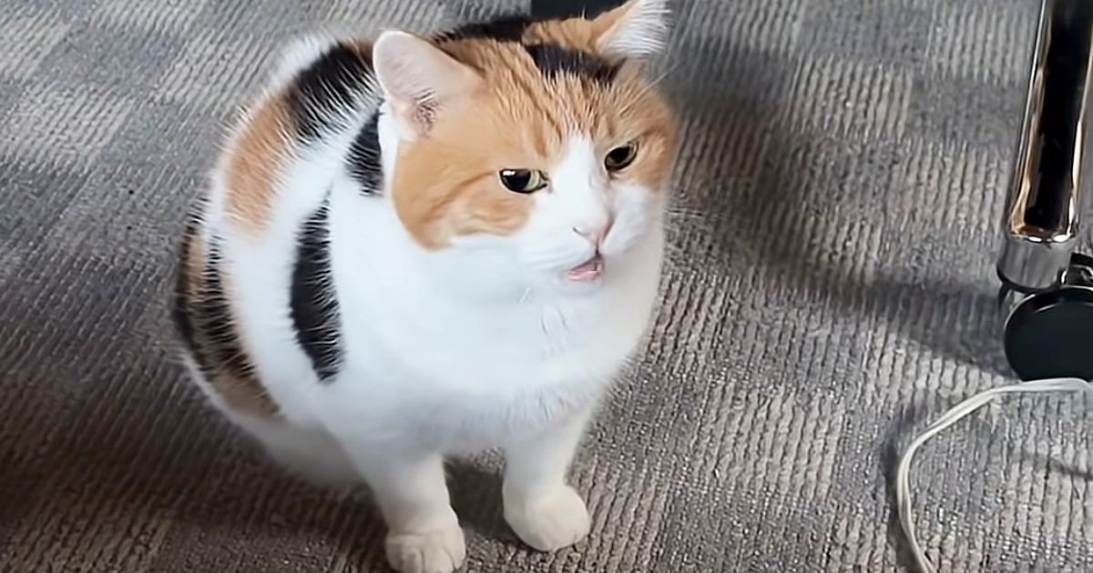 飼い主を起こそうとそばにやってきた三毛猫…控えめで可愛すぎる鳴き声が18万再生「なんて幸せな朝」「胸がぎゅってなった」と悶絶の声