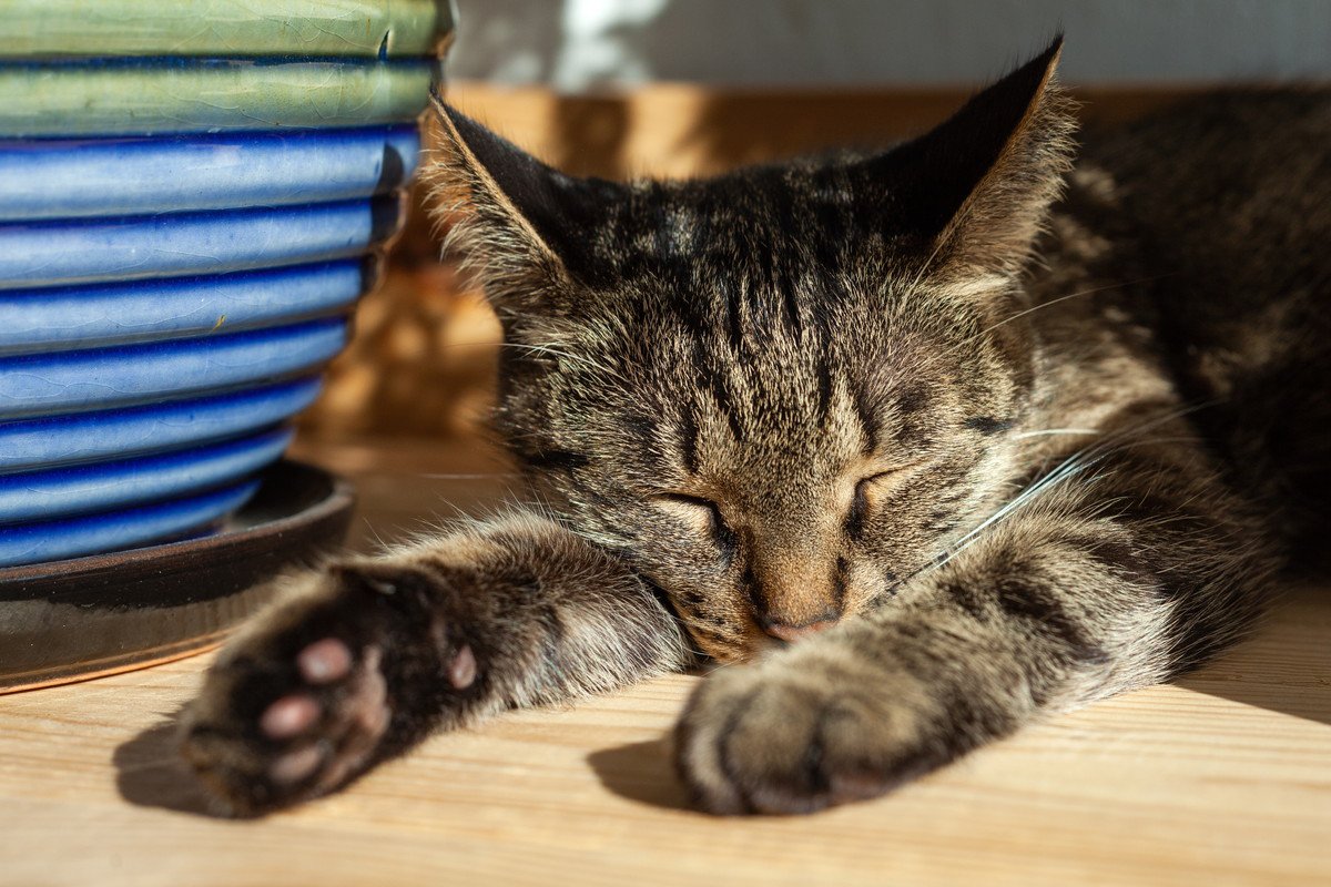 猫にしてはいけない『夏場の絶対NG行為』4つ　猛暑を安全に過ごすために守るべきこと