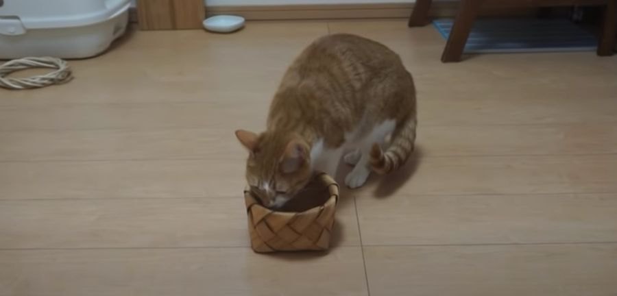 パパが小さな箱を持って登場！果たして猫ちゃんは入ってくれるのか！？