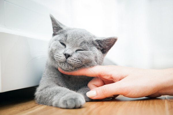 猫の体調が悪いときに見られる6つの変化とは？