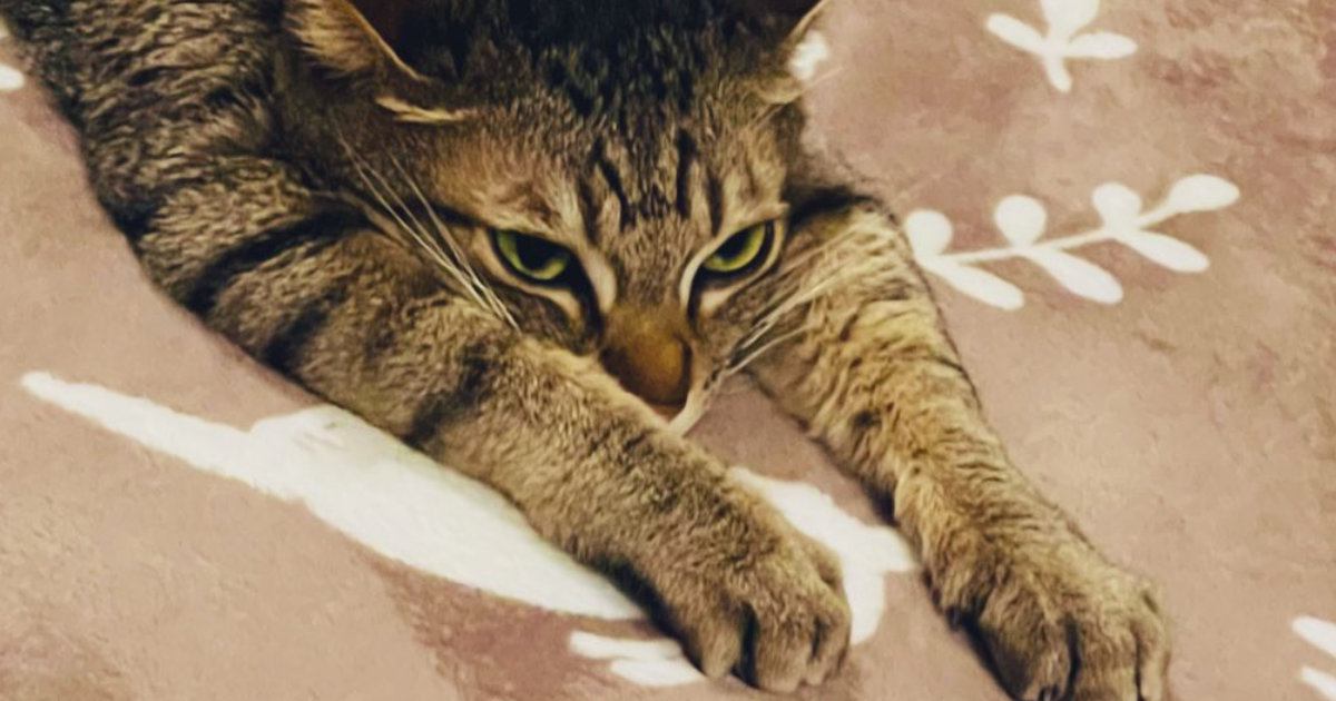 ホットカーペットの上で『くつろぐ猫』を見たら…完全に脱力している『微笑ましい瞬間』に１万いいね「ペショｗ」「本当に愛らしい」