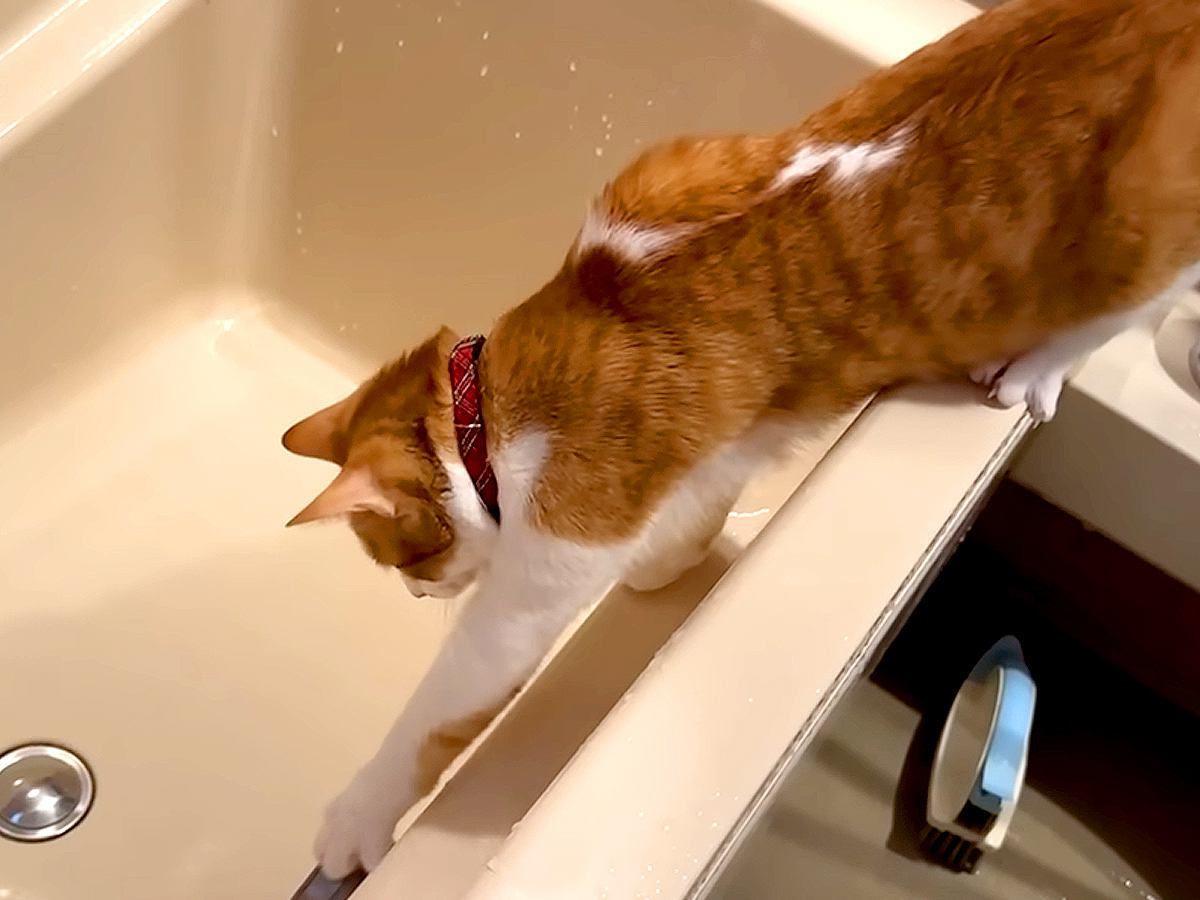 『お風呂のお湯』に興味津々なネコ→浴槽のフチからジャンプしたら、次の瞬間…『予想外のハプニング』に爆笑「斜め上(物理)な落ち方ｗ」