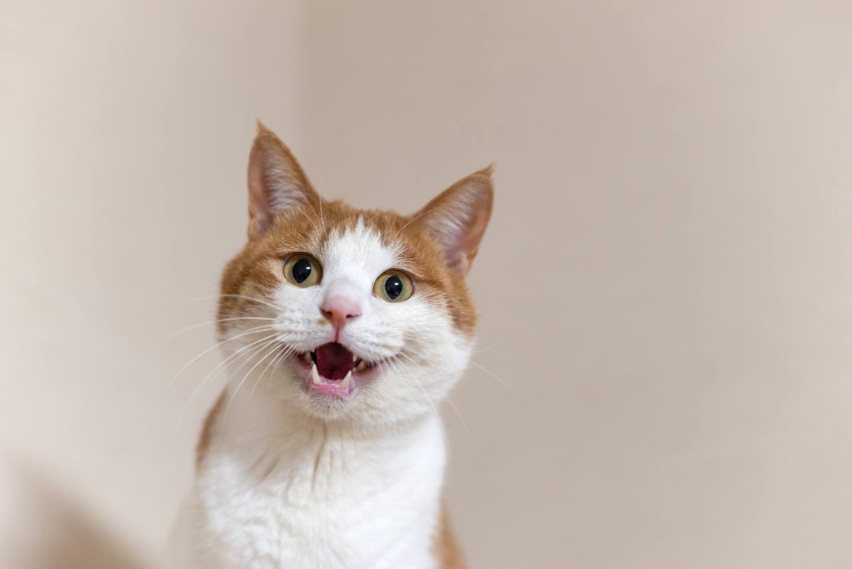 あなたの呼びかけに『猫がお返事しているサイン』4つ　ちゃんと自分が呼ばれている認識があるの？