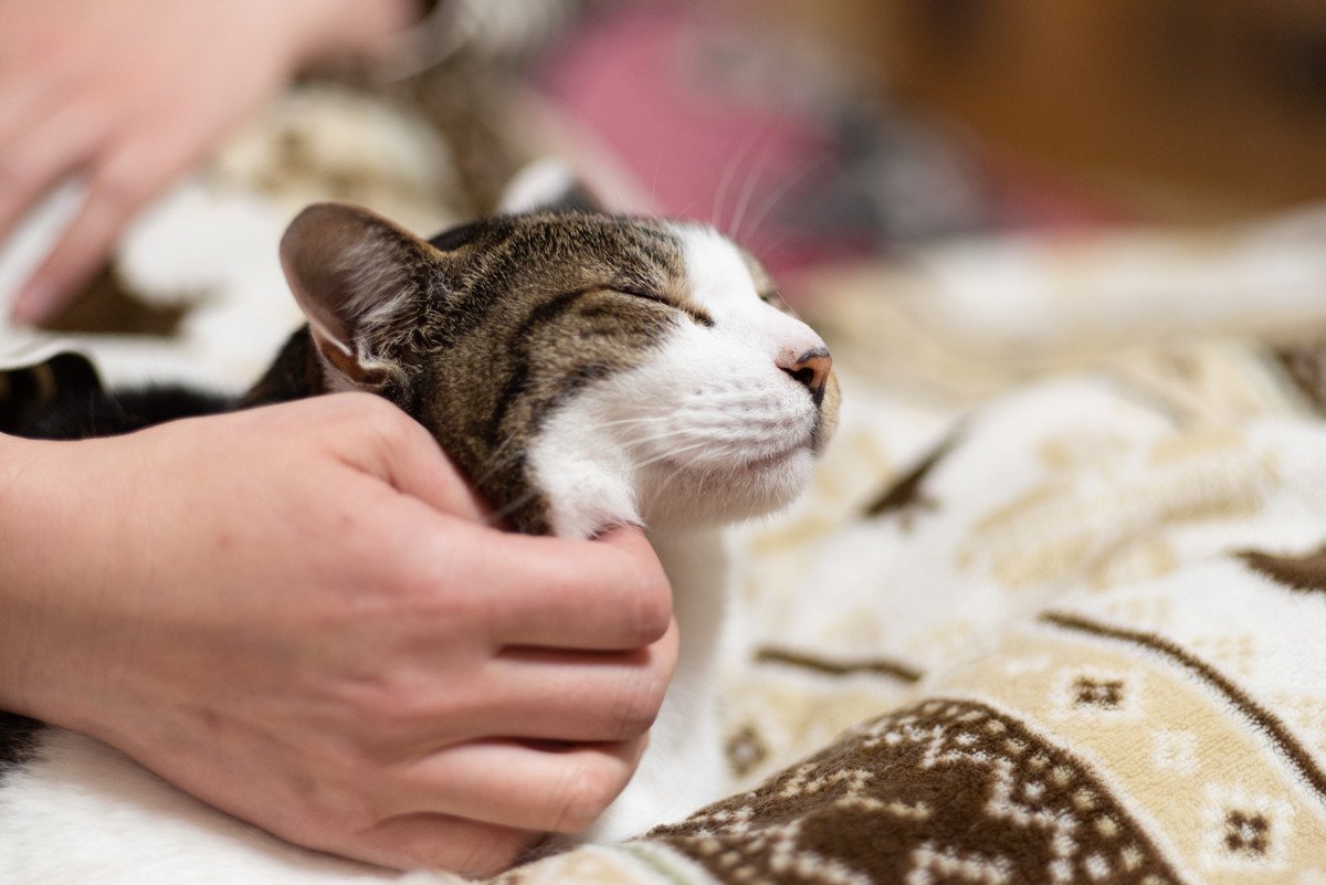 ありがとニャ♡猫が感謝をしているときの4つのサイン　「どういたしまして」はどう伝えればいい？