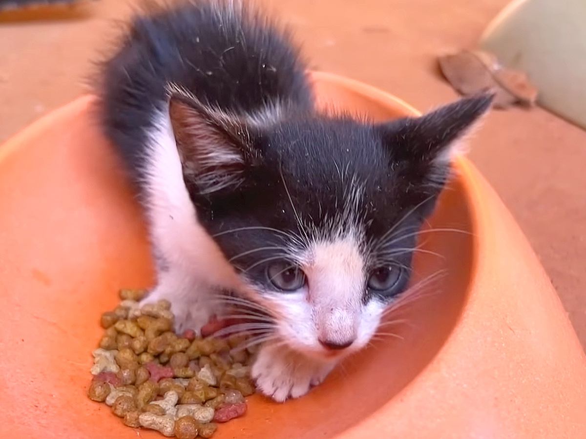 凶暴だった元野良の赤ちゃん猫→保護されて２年…あまりにも尊い『優しいお兄ちゃんに成長した姿』に「感激」「立派な大人猫になったね」