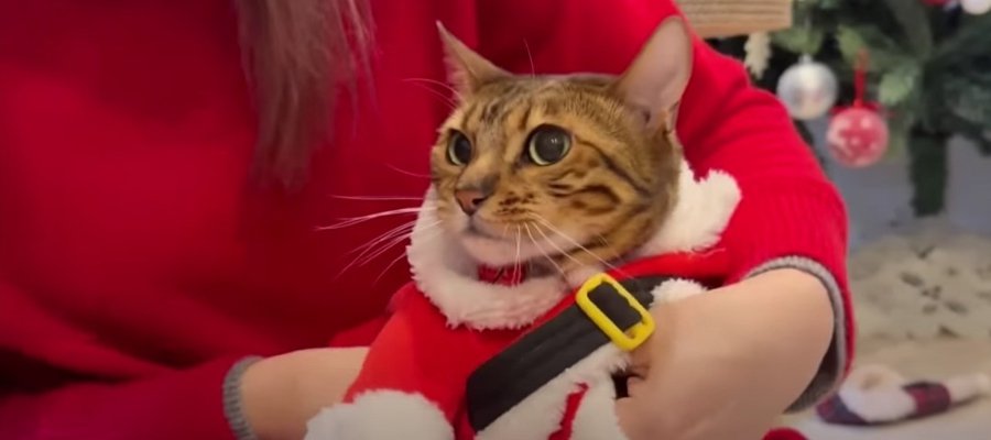 コスプレにおやつ！クリスマスを楽しむ猫ちゃんたち♡